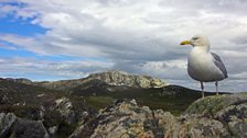 Herring Gull