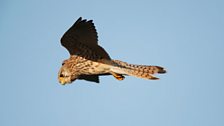 Kestrel