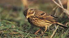 Corn Bunting