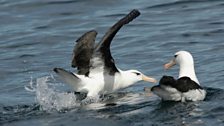 Black-Browed Albatross