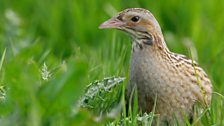 Corncrake