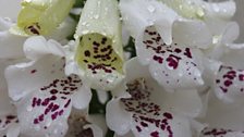 Foxglove