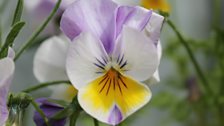 Pansy