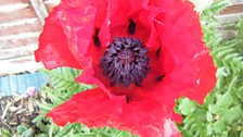 Giant Poppies in Melksham