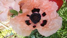 Giant Poppies in Melksham