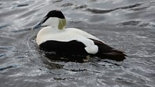 Eider duck