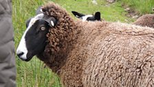 Caora Zwartbles