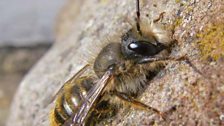 Close up of a red mason bee