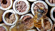 Red mason bees on a small pile of logs