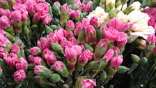 Scented Pinks, ready and waiting to be sold