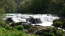 The beautiful Cenarth Falls