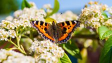 Small Tortoiseshell