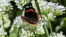 Red Admiral