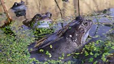 Frogs in a Garden Pond