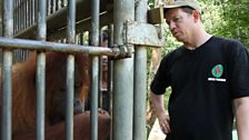 Dr Ian Singleton with a Sumatran Orangutan at his quarantine in Sumatra