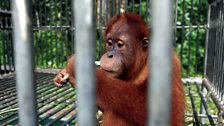 Sumatran orangutan in quarantine