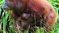 Jersey orangutan Dana and her baby