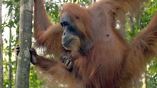 Wild orangutan in Sumatra swinging through the trees