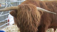 A Highland Bull