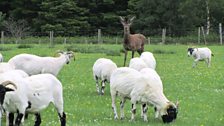 Scottish Blackface sheep