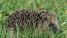 A hedgehog