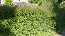 A garden hedge that provides food and shelter for wildlife.