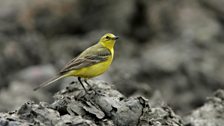 Yellow Wagtail (Motacilla flava)