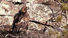 Golden Eagle (Aquila chrysaetos)