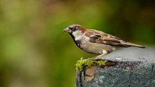 House Sparrow (Passer domesticus)