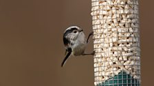 Long-tailed Tit (Aegithalos caudatus)