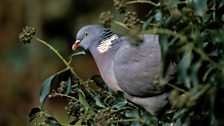 Woodpigeon (Columba palumbus)