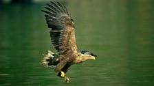 White-tailed Eagle (Haliaeetus albicilla)