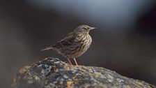 Rock Pipit (Anthus petrosus)