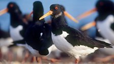 Oystercatcher (Haematopus ostralegus)