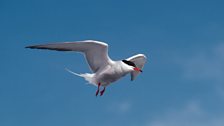 Common Tern (Sterna hirundo)