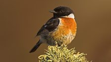 Stonechat (Saxicola torquata)