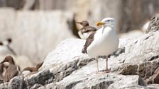 Great Black-backed Gull (Larus marinus)