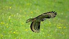 European Honey Buzzard (Pernis apivorus)