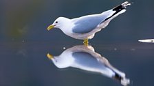 Common Gull (Larus canus)