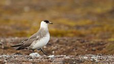 Arctic Skua (Stercorarius parasiticus)