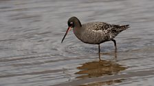 Spotted Redshank (Tringa erythropus)