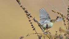 Icterine Warbler (Hippolais icterina)