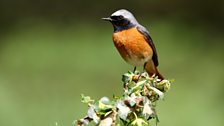 Common Redstart (Phoenicurus phoenicurus)