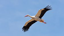 White Stork (Ciconia ciconia)