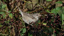 Barred Warbler (Sylvia nisoria)