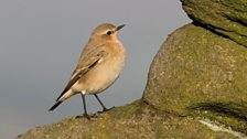 Northern Wheatear (Oenanthe oenanthe)