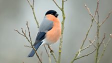 Bullfinch (Pyrrhula pyrrhula)