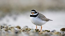 Ringed Plover (Charadrius hiaticula)