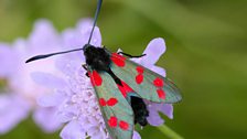 Six-spot burnet moth