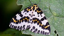 Magpie moth